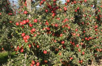 Ferienwohnung Keller - Foto 2