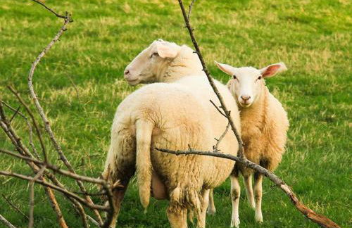 Franzenhof Markhart - Photo 71