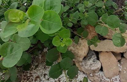 Contrada Vento home sharing - Foto 22