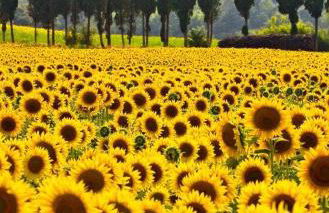 Casa Country House Girasole vakantie huis-WAKACJE HUIS - Foto 30