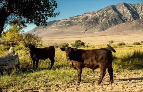 Amazing Lone Pine Cabin for Glamping in California - Foto 20