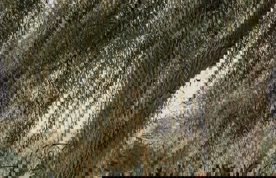 Colle San Mauro - Foto 77