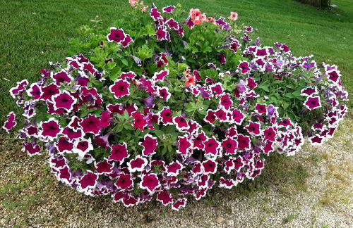 Villa Carrieri - Foto 71