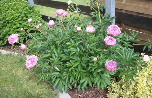Ferienwohnung Gartenblick mit Balkon - Foto 14