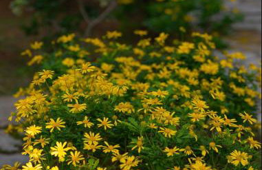 Bellina Villa - Foto 25