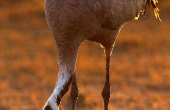 Casas rurales LA LAGUNA y LA BUHARDILLA DE LA LAGUNA - Foto 53