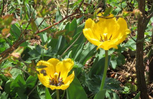Ferienhaus Waldblick - Foto 35