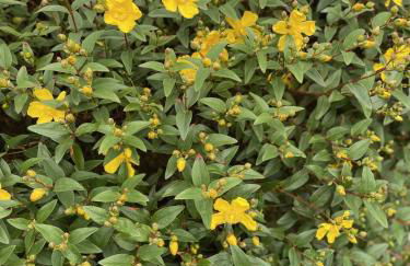 Galloway Farmstay Claunch - Foto 23