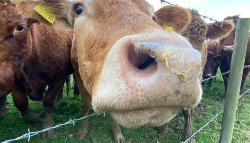 Tilly’s stable - Photo 2