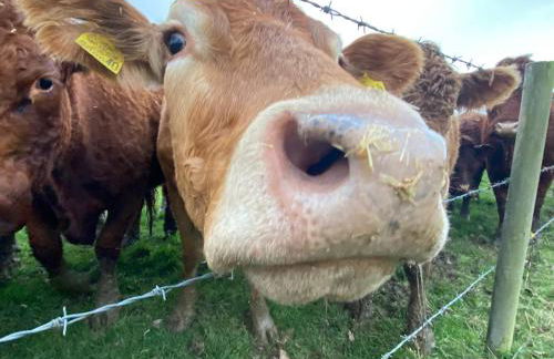 Tilly’s stable - Photo 2