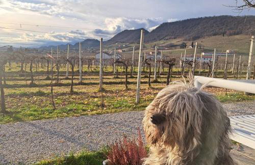 Casadesergio - Photo 49