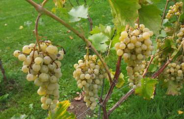 Weingut Lahmer August Appartment Rebstock - Foto 26