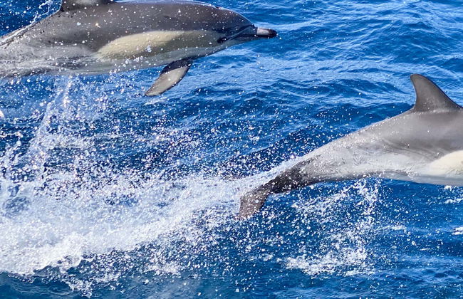 Swimming with Dolphins in Sao Miguel - Foto 3