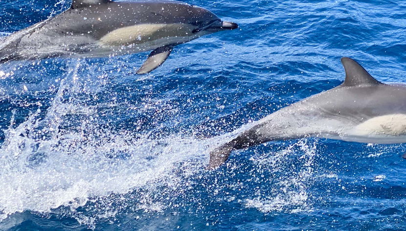 Swimming with Dolphins in Sao Miguel - Foto 3