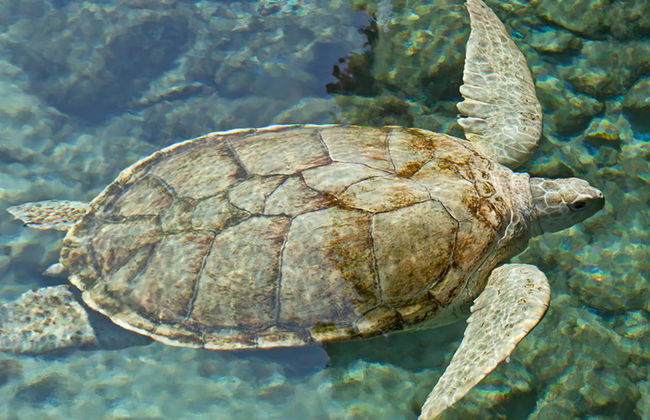 Xcaret Basic Eintrittskarte - Foto 6