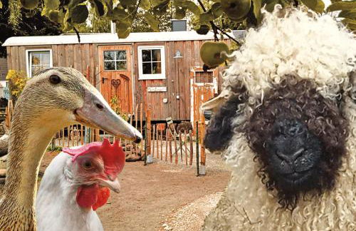 Schäferwagen auf'm Minibauernhof in Munster - Foto 1