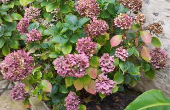 Appartement Studio Le Clem's - Photo 21