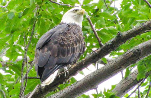 Lakefront Sunsets, Hot Tub, Pool Table, Kayaks - Foto 77