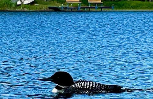 Loon Landing in Lake Tomahawk WI - Photo 50