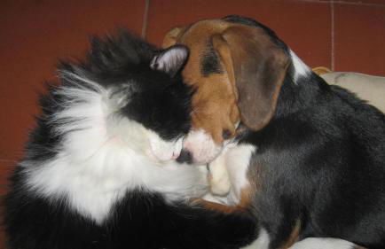 la bottega del fabbro affitto breve - Foto 63