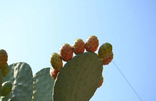Agriturismo Tenute Mauro - Photo 54