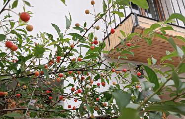 Bellavista - Foto 27