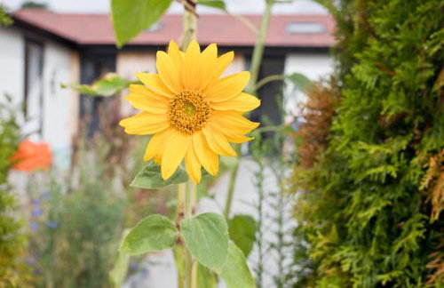 The Bearded Goat Den - A rural retreat at this modern holiday cottage - Foto 20