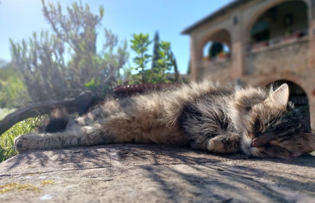 Agriturismo Piombaia - Foto 31