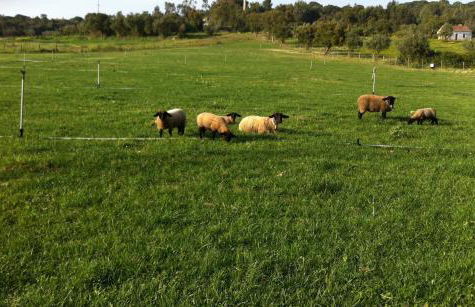 Country House Villas Santarém - Foto 58