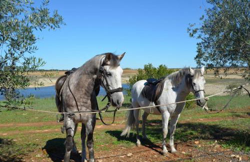 Monte da Boavista - Country family house - Foto 72