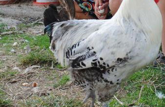 Domaine du Bas Chalus - Foto 7