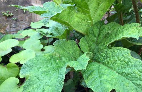 Kings Cross, self-contained house & private garden - Foto 31