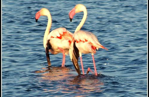 Lo Raconet - Foto 24