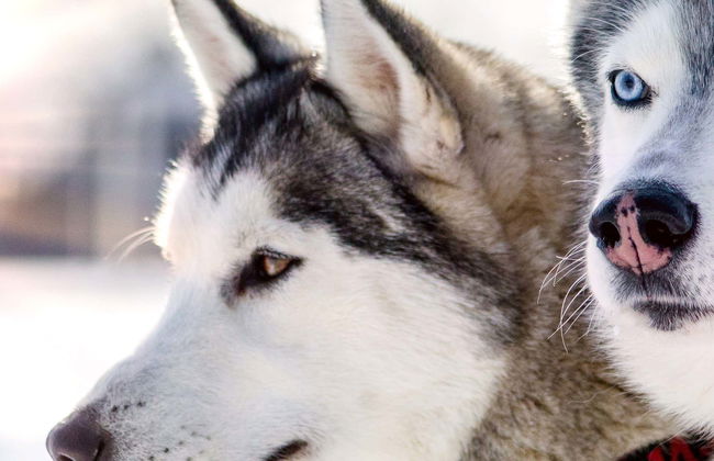 Balade en traineau tiré par des chiens - Photo 1