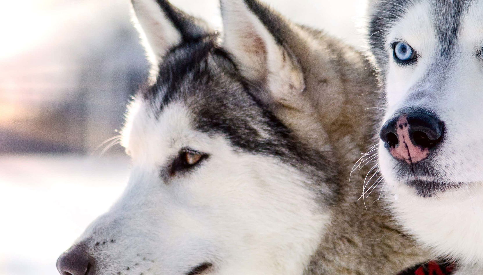 Husky Dog Sled Ride - Foto 1