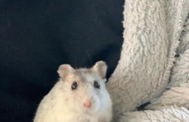 CASABINA Appartement entre Disney et paris - Foto 82