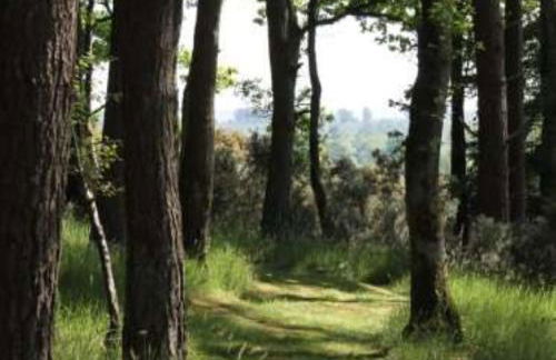 Birch Lodge, Pitlandie - Luxury 2 Bedroom Lodge with Sauna - Photo 28