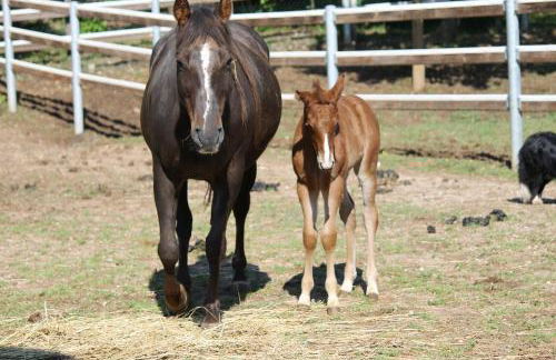 Pietra Cavalla - Ranch & Resort - Foto 23