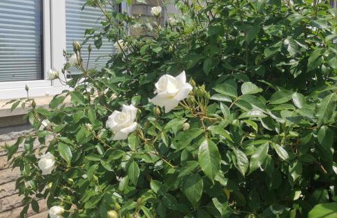 Ferienwohnung Pirna-Panorama - Photo 15