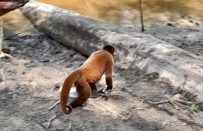 La Casa del Ayahuasca - Luz del Amazonas - Foto 11