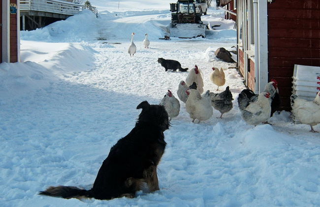 6 Person Holiday Home in Hamnvik - Foto 21