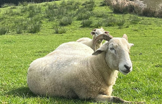 Coombeshead Farm - Foto 32