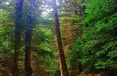 Elati Hills - Photo 63