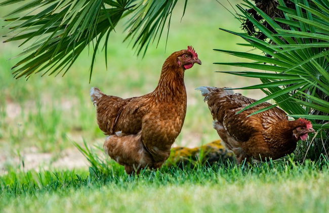 Agriturismo Carrucana - Foto 23