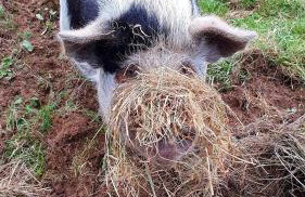 Yetland Farm Holiday Cottages - Foto 26