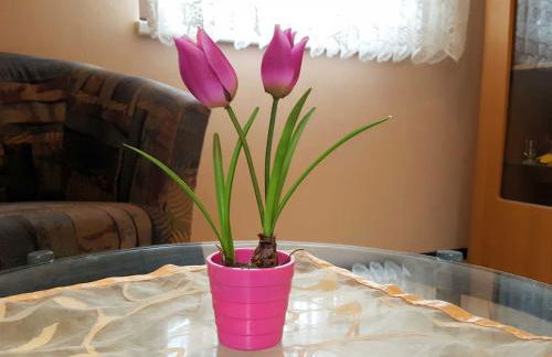 Ferienwohnung Kunze - Foto 40