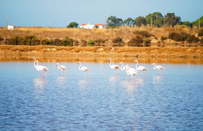 Naturpark-Segway-Tour mit Mittagessen mit Meeresfrüchten auf der Insel Faro - Foto 15