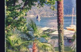 Le palme Antonella - Foto 12