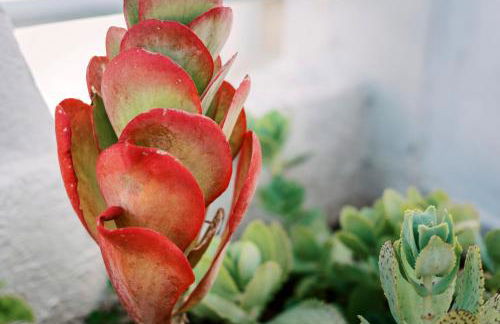 Olympia's Cozy Guesthouse - Foto 29