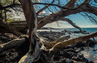 Hale Makani - Foto 33